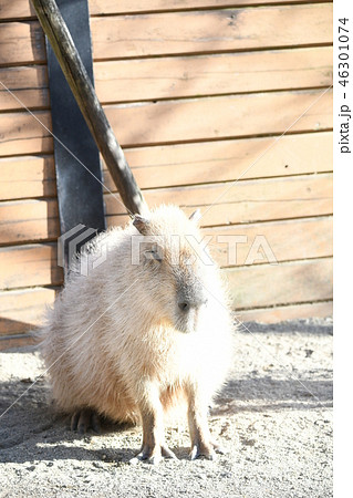 カピパラ 46301074