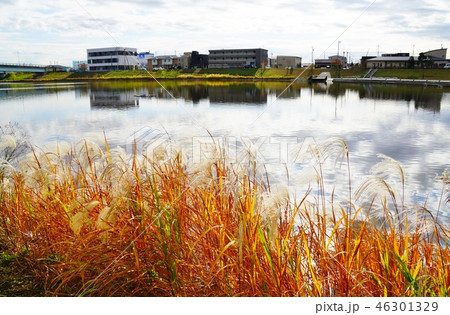 秋の大相模調節池　南池 46301329