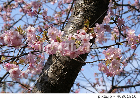 カラー　「桜」　町中の一角にて　（2018年12月登録）　最大サイズ：Ｍ 46301810