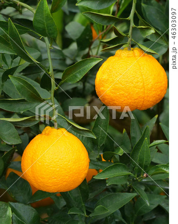 不知火 不知火 46303097