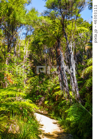 Track in Abel Tasman National Park, New Zealand 46303111