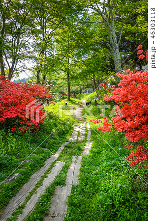Forest path around Chuzenji lake, Nikko, Japan 46303118
