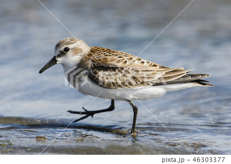 トウネン トウネン 46303377