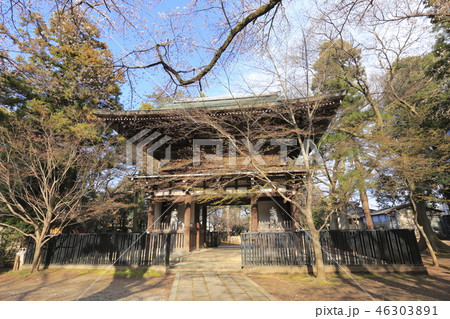 東漸寺の山門（仁王門）と桜　千葉県松戸市とうぜんじ 46303891