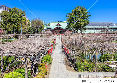 東京　早春の亀戸天神 46304433