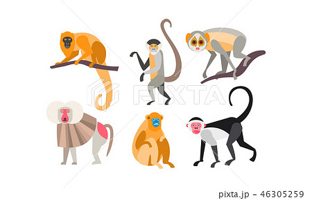 Collection of monkeys of different breeds vector Illustration on a white background Collection of monkeys of different breeds vector Illustration on a white background 46305259
