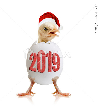 little chick 2019 little chick 2019 46305717