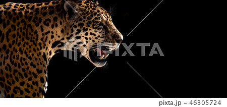 cheetah, leopard, jaguar cheetah, leopard, jaguar 46305724