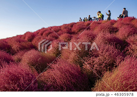 コキア　紅葉　観光客 46305978