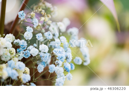 庭 庭園 ガーデン 46306220