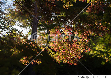朝の光を浴びる紅葉 46306916