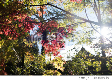 朝の光を浴びる紅葉 46306919