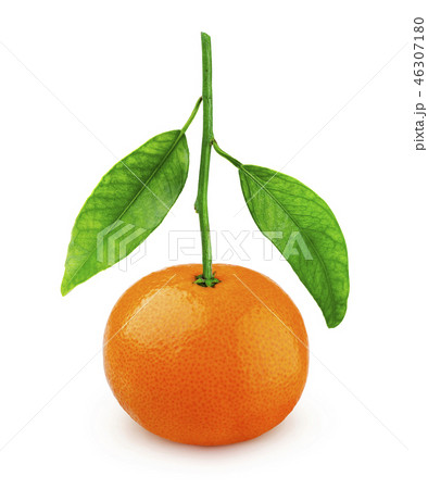One whole mandarin or tangerin on branch isolated on white background 46307180
