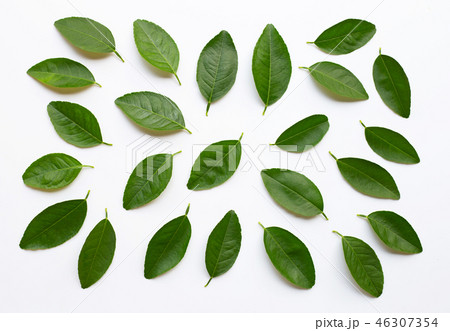 Green lime leaves on white background. Green lime leaves on white background. 46307354