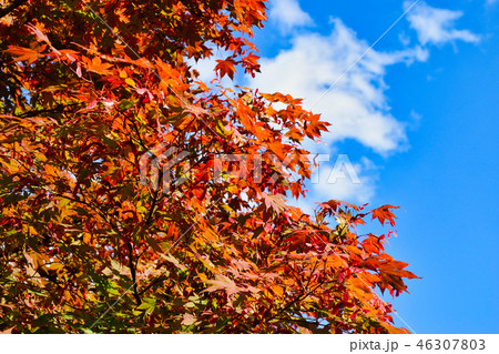 化野念仏寺の紅葉（京都） 46307803