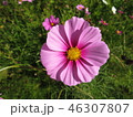 コスモス 46307807