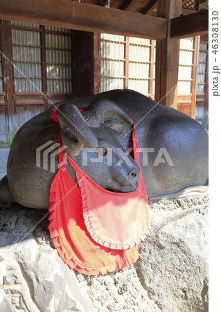 牛嶋神社 東京都墨田区向島 牛嶋神社 東京都墨田区向島 46308130