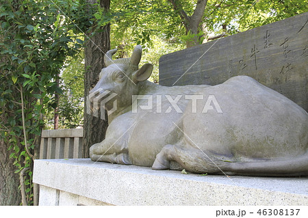 牛嶋神社　東京都墨田区向島　 46308137