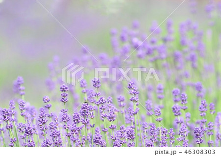 ラベンダー畑　紫色の花 46308303