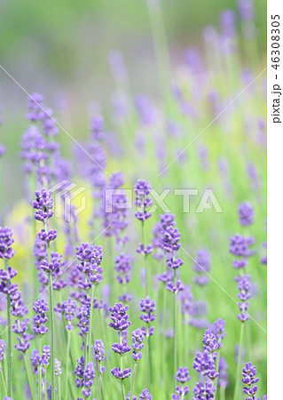 ラベンダー畑　紫色の花 46308305