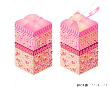 皮下組織のイメージ 46310273