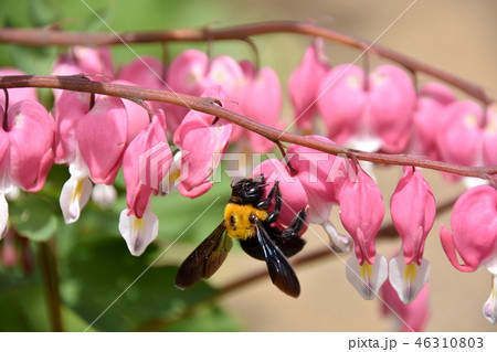 ケマンソウの蜜を吸うクマバチ ケマンソウの蜜を吸うクマバチ 46310803