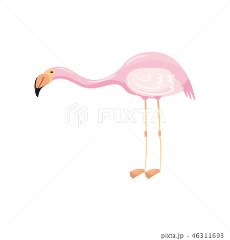 Elegant pink flamingo, exotic tropical bird vector Illustration Elegant pink flamingo, exotic tropical bird vector Illustration 46311693