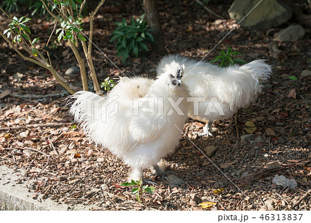 伊勢神宮 内宮の神鶏(しんけい) 伊勢神宮 内宮の神鶏(しんけい) 46313837