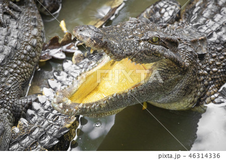 Portrait of many crocodiles at the farm in Vietnam Portrait of many crocodiles at the farm in Vietnam 46314336