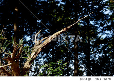 奥千本　西行庵参道の枯れ木 46314876