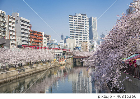 【大岡川 京急 染井吉野】 【大岡川 京急 染井吉野】 46315266