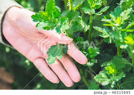 農業　男性 46315695