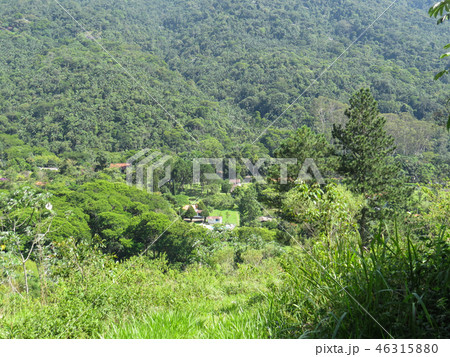 Green valley with forest in the background. 46315880