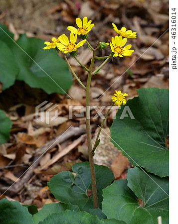 ツワブキ 46316014