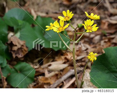 ツワブキ 46316015
