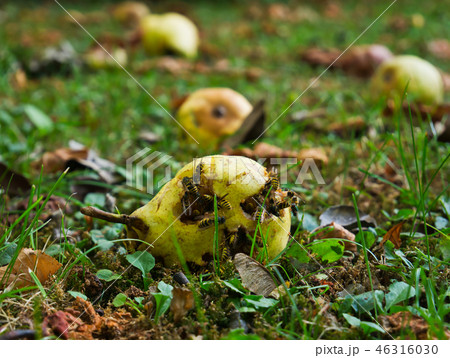 Numerous wasps on a ripe yellow pear Numerous wasps on a ripe yellow pear 46316030