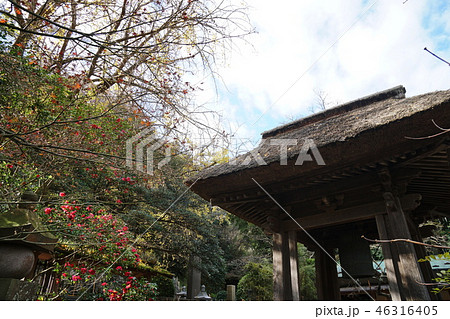 鎌倉市　報国寺 Hokokuji Temple 46316405