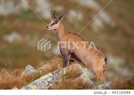 Chamois, rupicapra rupicapra, standing majestically on rocks in high mountains. Chamois, rupicapra rupicapra, standing majestically on rocks in high mountains. 46316988