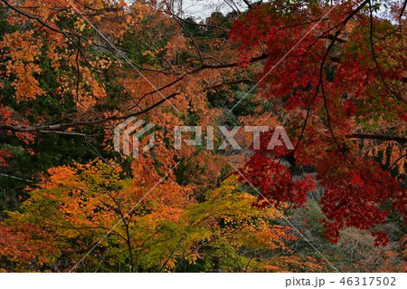 鳳来山　紅葉 46317502