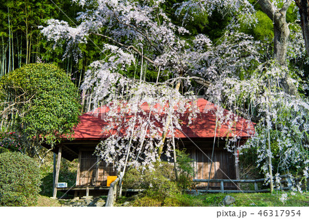 福島県郡山市 雪村庵の春 桜 46317954