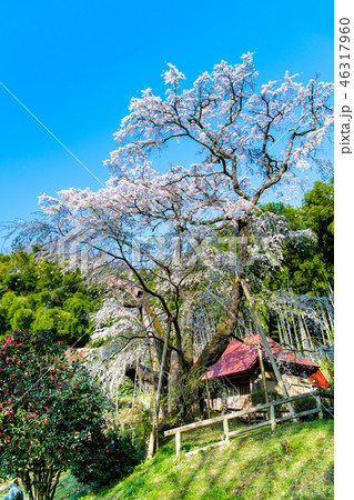 福島県郡山市 雪村庵の春 桜 46317960