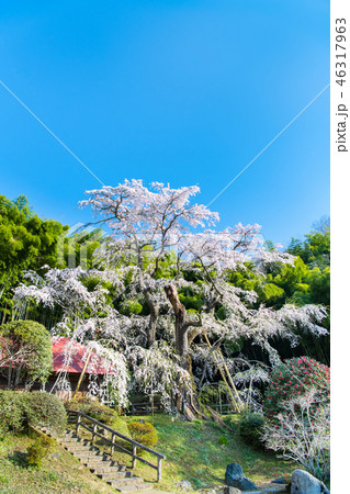 福島県郡山市 雪村庵の春 桜 福島県郡山市 雪村庵の春 桜 46317963