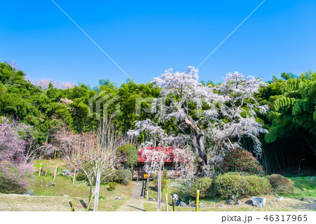 福島県郡山市 雪村庵の春 桜と梅 46317965