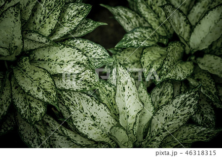 green leaves natural background wallpaper, texture 46318315