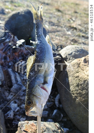 セイゴの塩焼き シーバス スズキ セイゴの塩焼き シーバス スズキ 46318534