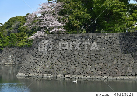 皇居乾の桜と白鳥 46318623