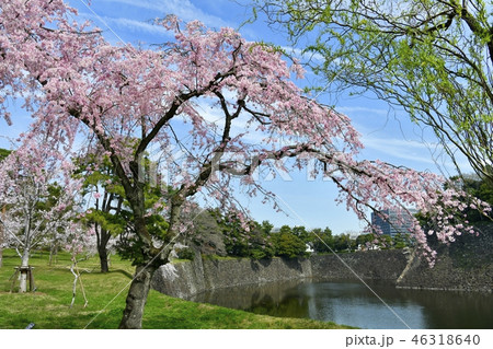 皇居乾通り通り抜けの桜 46318640