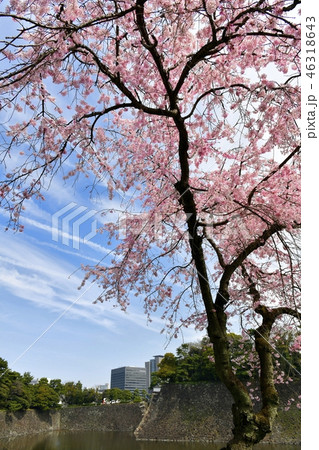 皇居乾通り通り抜けの桜 皇居乾通り通り抜けの桜 46318643