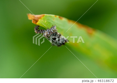 Insect on Green Leaf 46318672