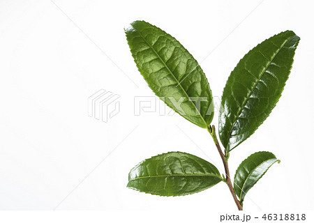 生茶葉の集合 生茶葉の集合 46318818
